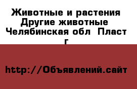 Животные и растения Другие животные. Челябинская обл.,Пласт г.